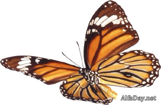 ���������: ������� � �������� (���������� ���) ������ �����