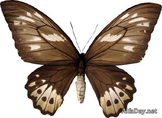 ���������: ������� � �������� (���������� ���) ������ �����