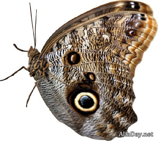 ���������: ������� � �������� (���������� ���) ������ �����