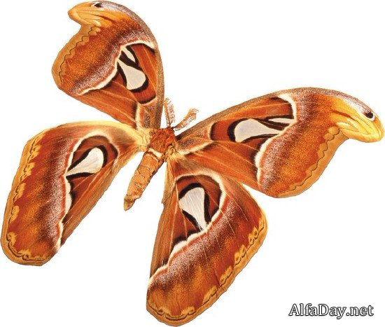 ���������: ������� � �������� (���������� ���) ������ �����