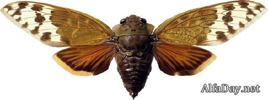 ���������: ������� � �������� (���������� ���) ������ �����