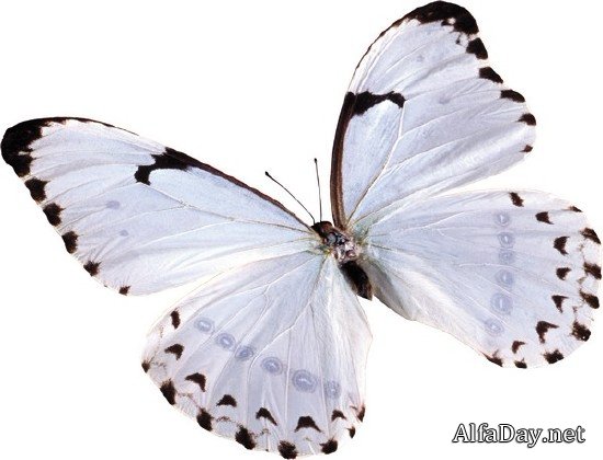 ���������: ������� � �������� (���������� ���) ������ �����