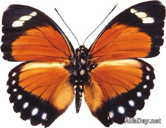 ���������: ������� � �������� (���������� ���) ������ �����