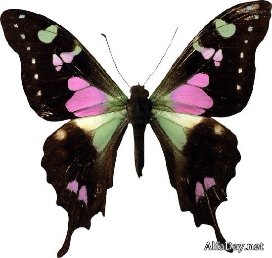 ���������: ������� � �������� (���������� ���) ������ �����