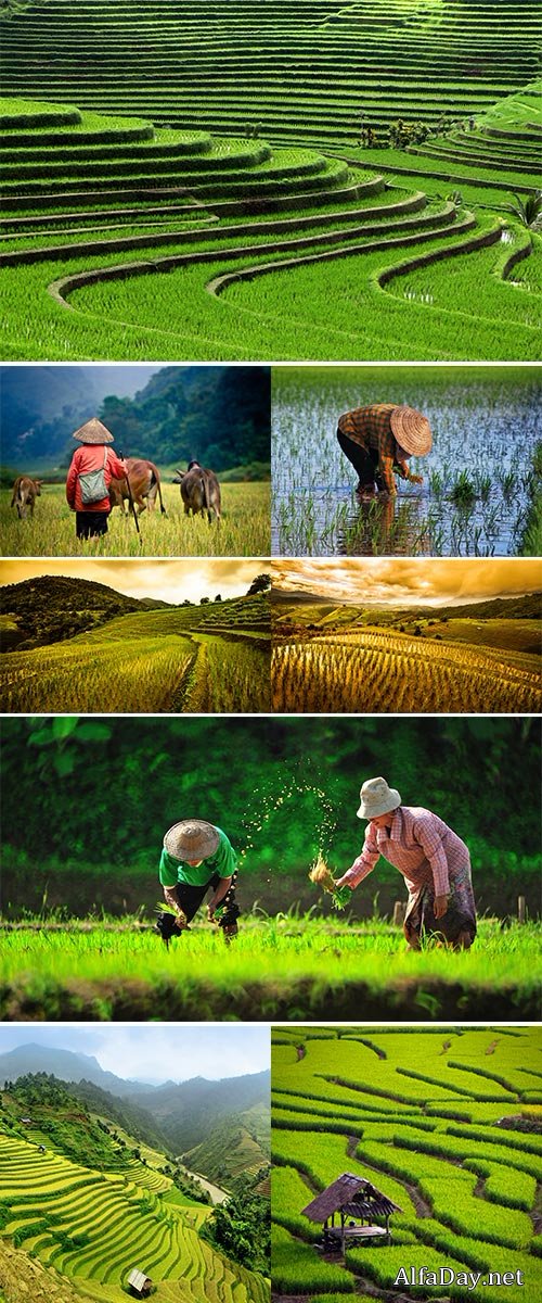 Stock Image Rice field