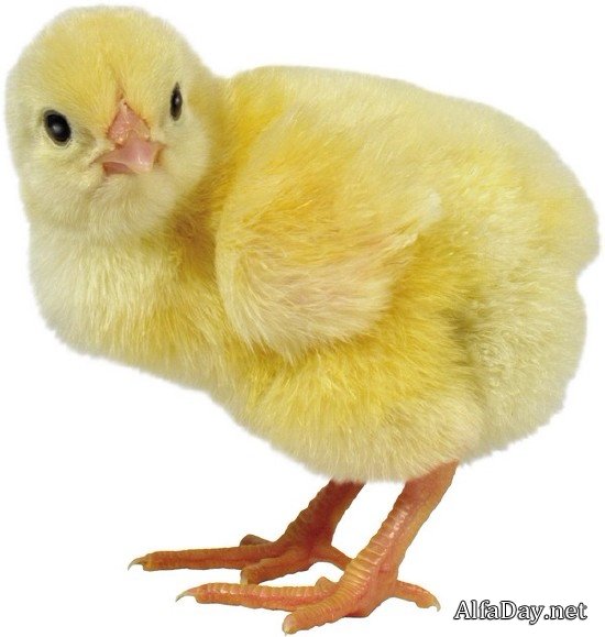 ������� �� ���������� ����