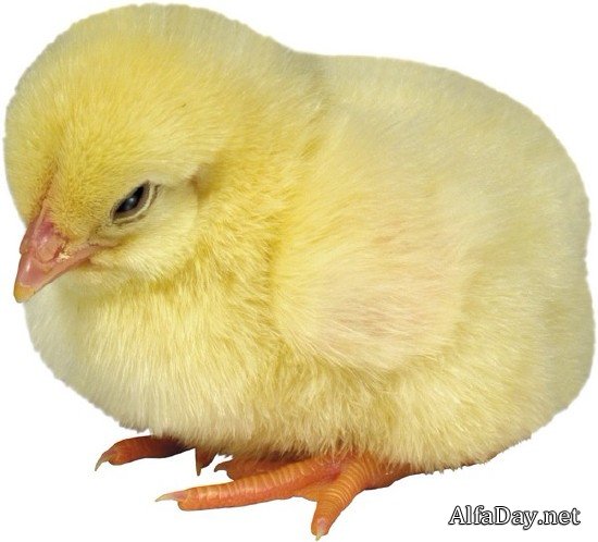 ������� �� ���������� ����