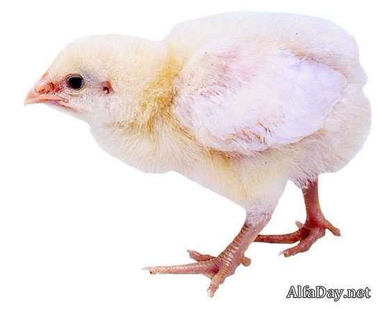 ������� �� ���������� ����