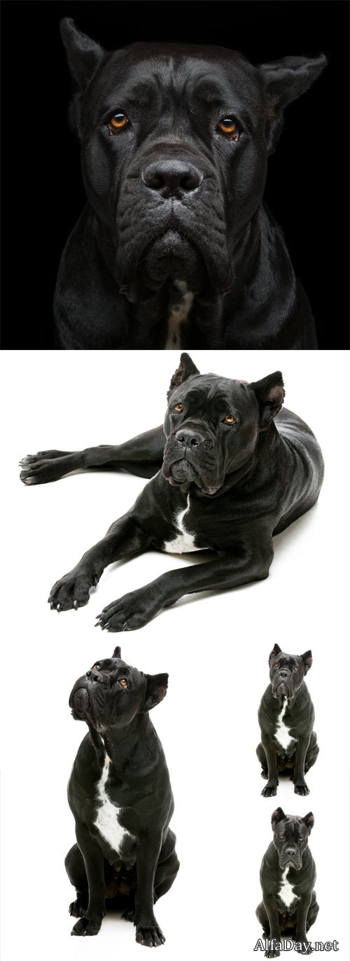 Cane Corso, a kind of Italian mastiffs - stock photos