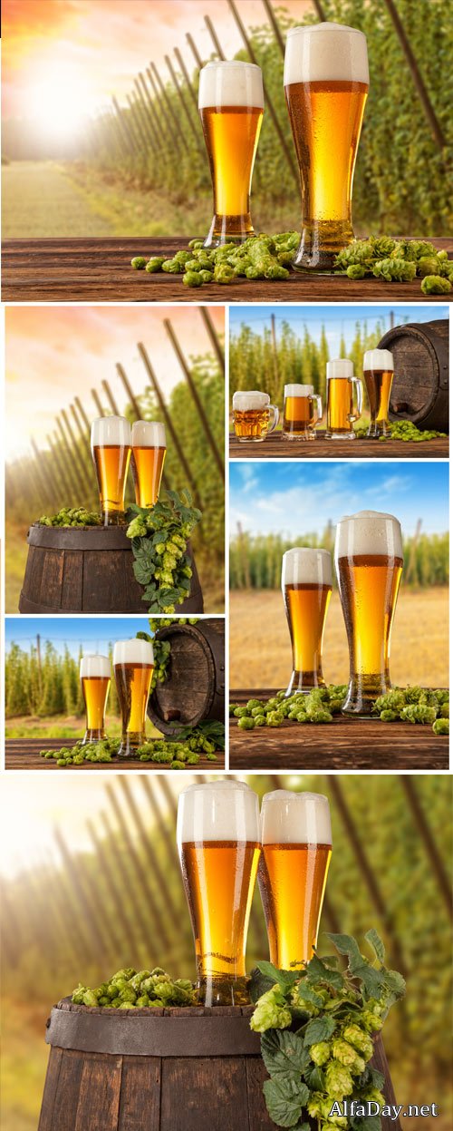 Beer, hops, beer glasses - Stock photo