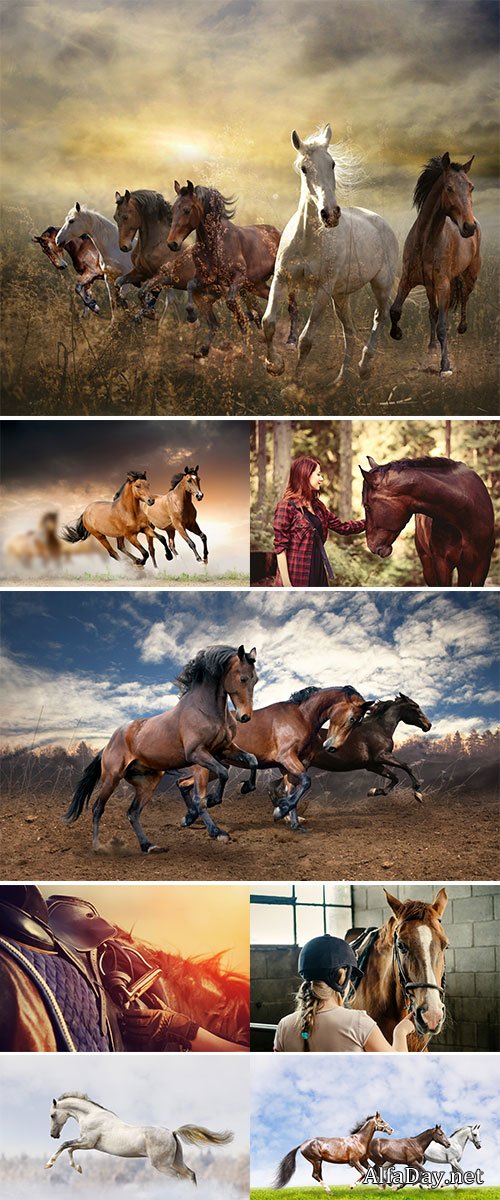 Stock Image Horse and people