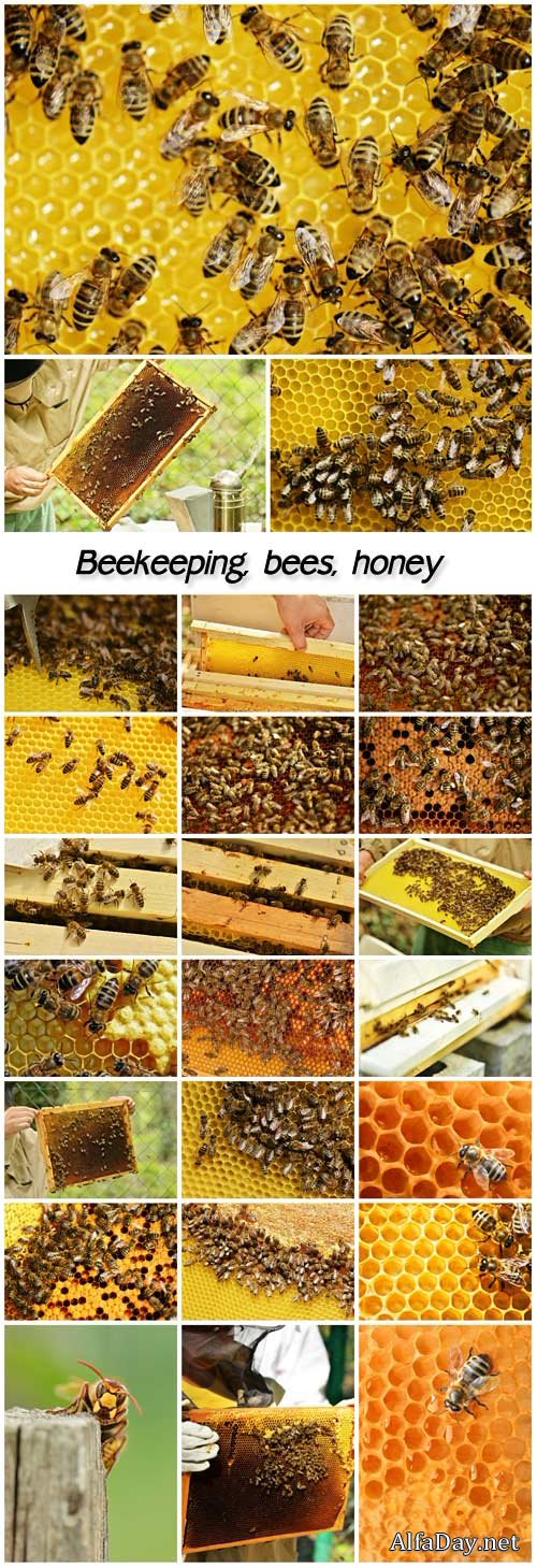 Beekeeping, bees, honey