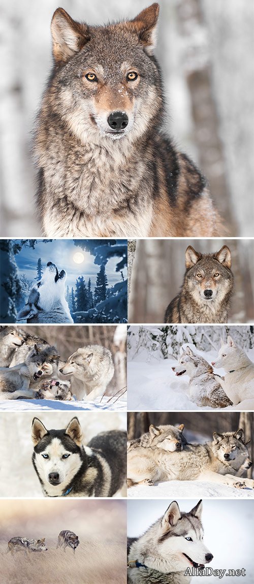 Stock Image Wolves in winter