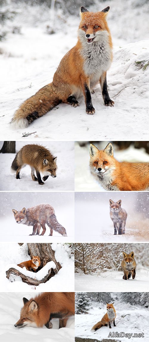 Stock Image Fox in winter