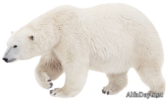 ����� ������� �� ���������� ����