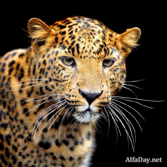 ���� �������