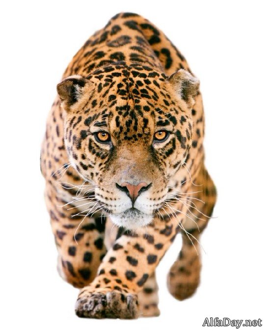 ���� �������