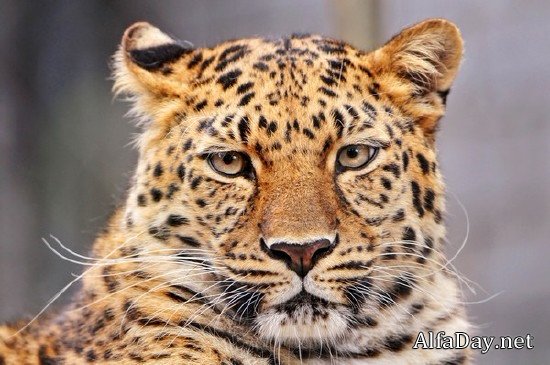 ���� �������