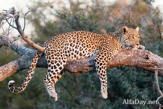 ���� �������