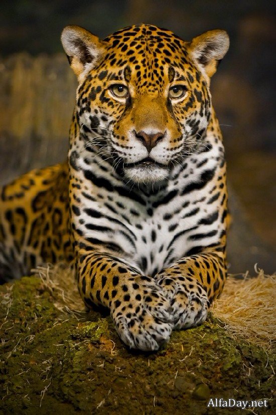 ���� �������