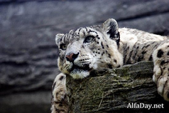 ���� �������