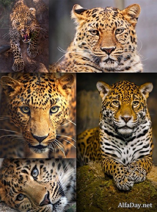 ���� �������