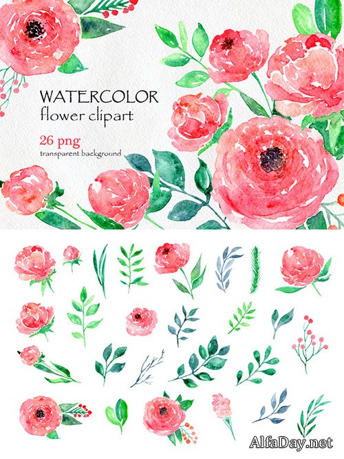 Watercolor flower peony, 26 in set - Creativemarket 557047