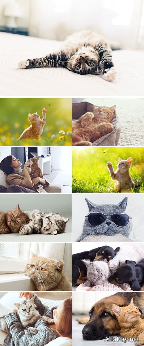 Stock Image Child playing with cat at home