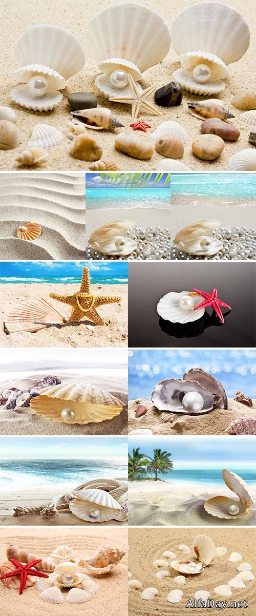 Stock Image pearl on the seashell