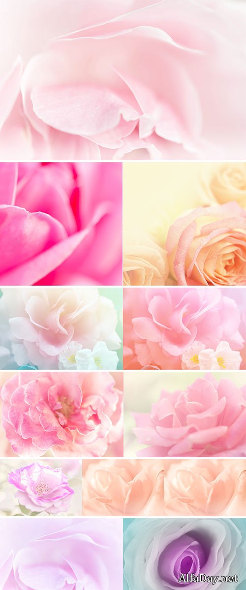 Stock Image Rose soft pink blur background