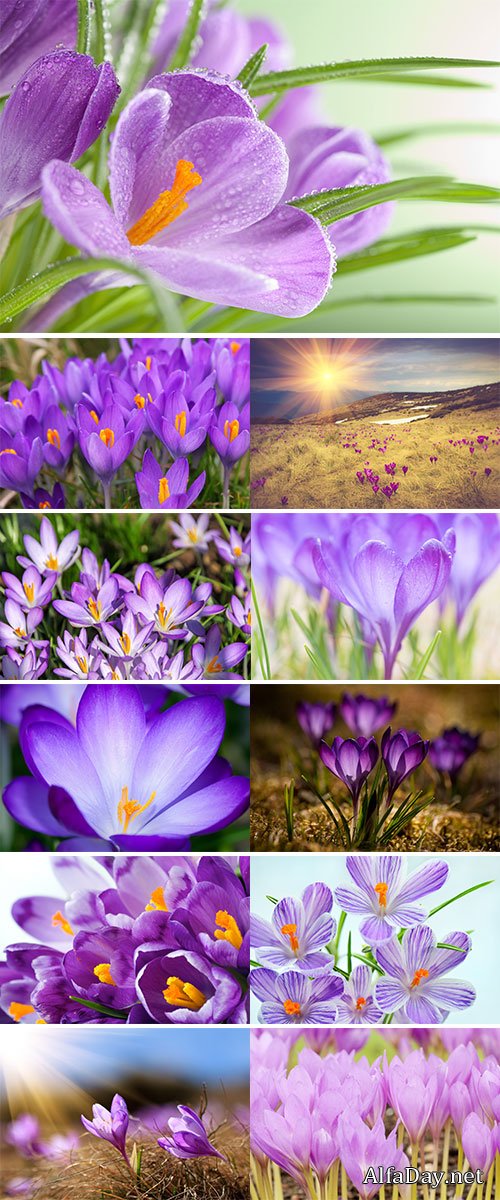 Stock Image Violet crocuses