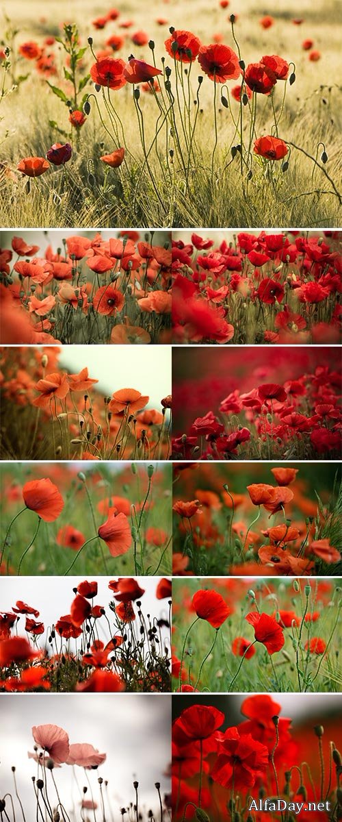 Stock Image Field of red corn poppy flowers in early summer
