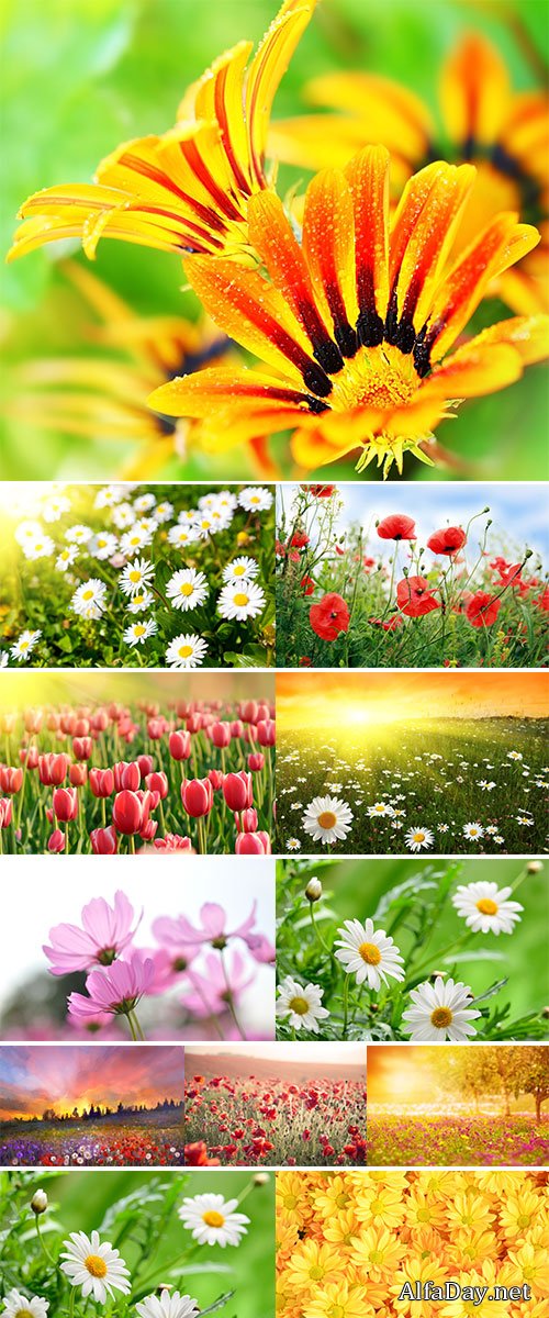 Stock Image Wildflowers