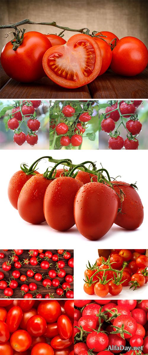 Fresh small red cherry tomatoes with drops close-up  Stock Images