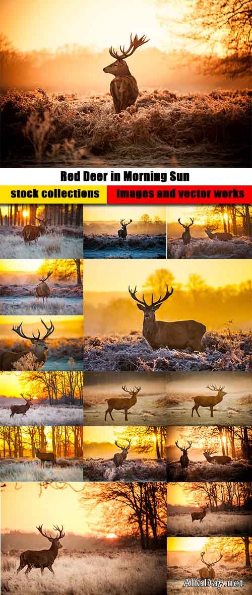 Red Deer in Morning Sun