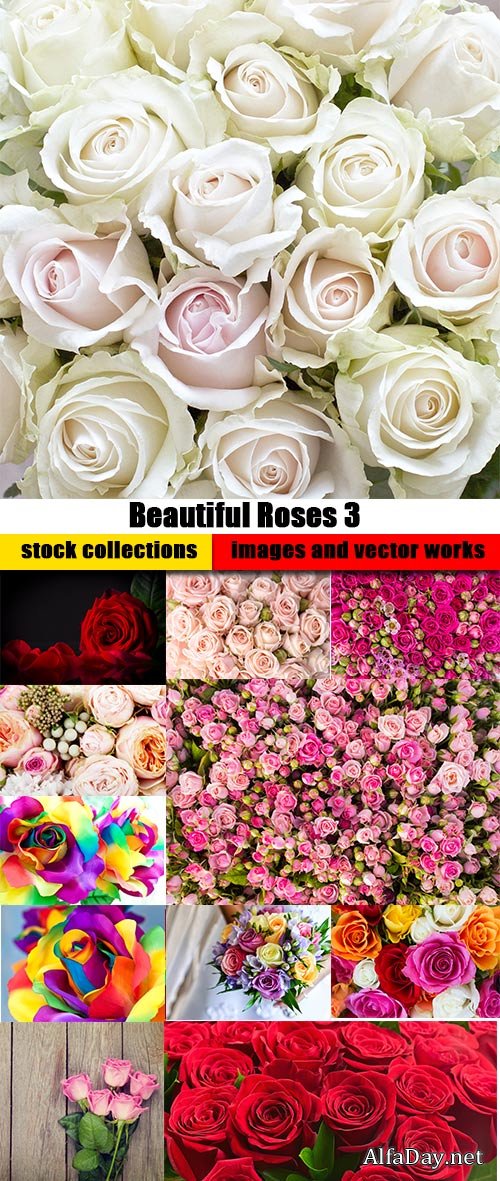 Beautiful Roses 3 