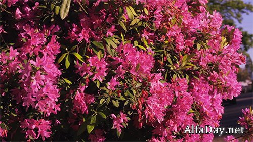 Flowers in the wind natural footage