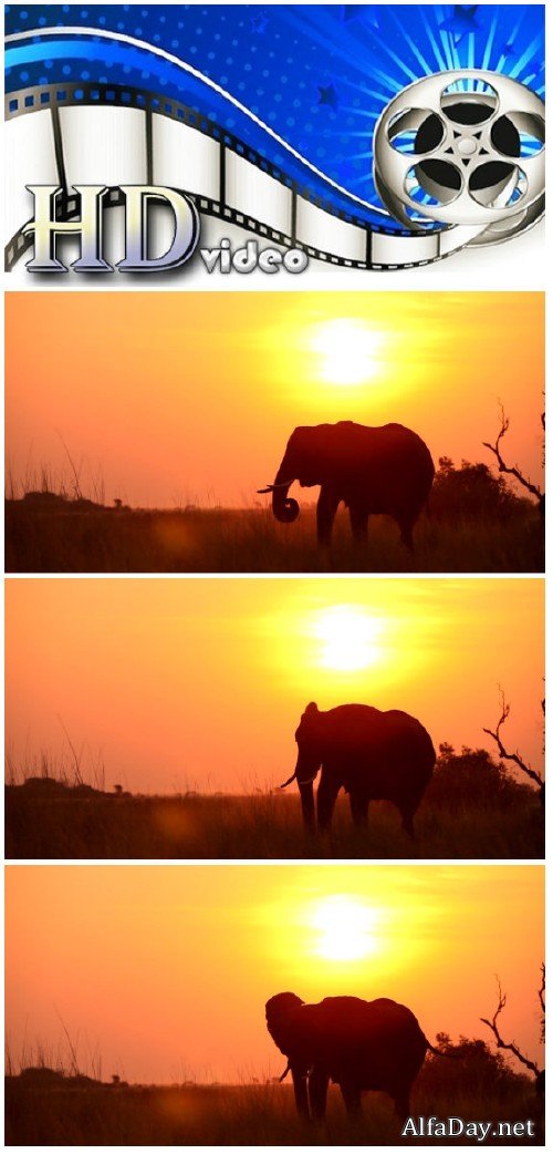 Video footage elephant eating at sunset