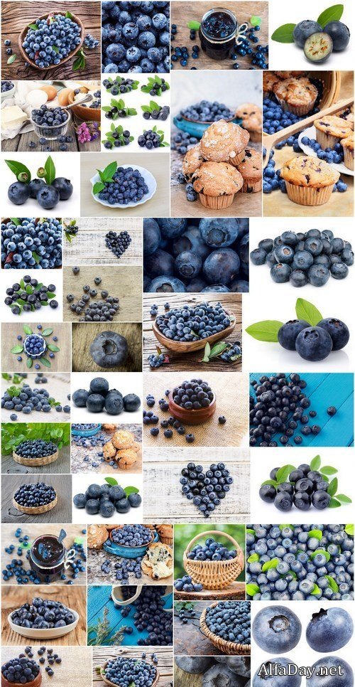 Fresh Bilberry - 41xUHQ JPEG Professional Stock Images