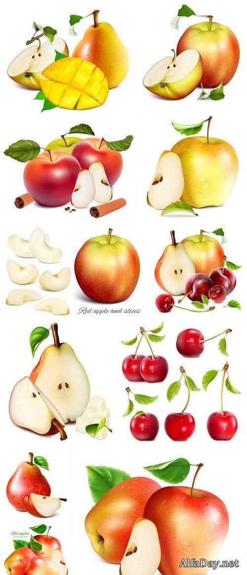 Fresh ripe garden fruits apple, pear #3 11X EPS