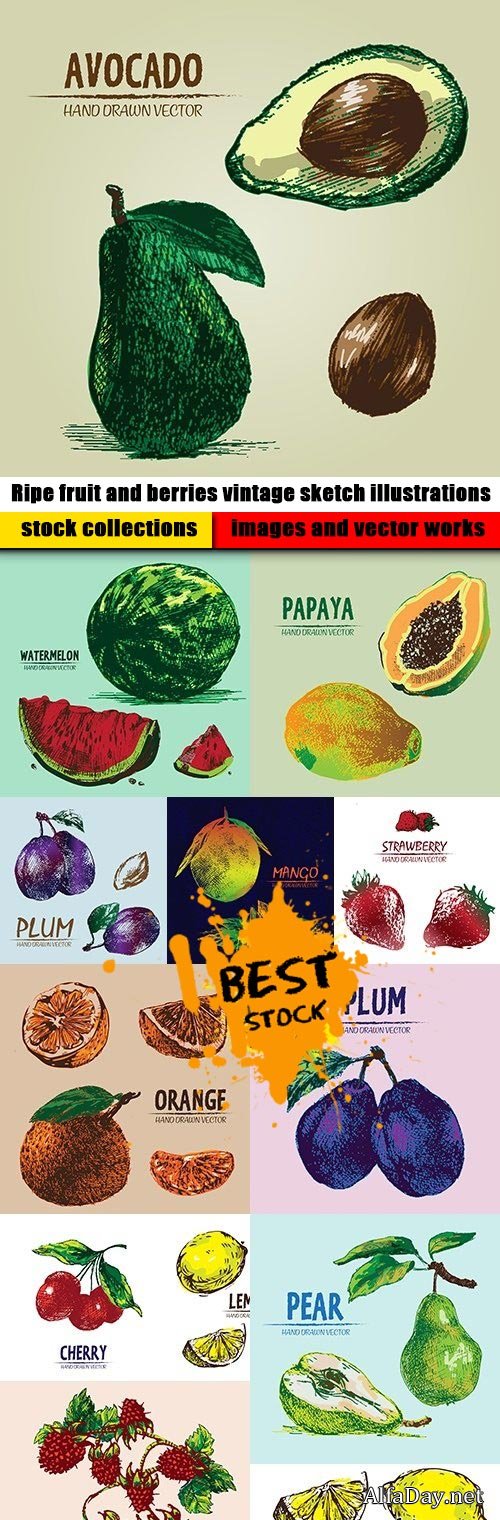 Ripe fruit and berries vintage sketch illustrations