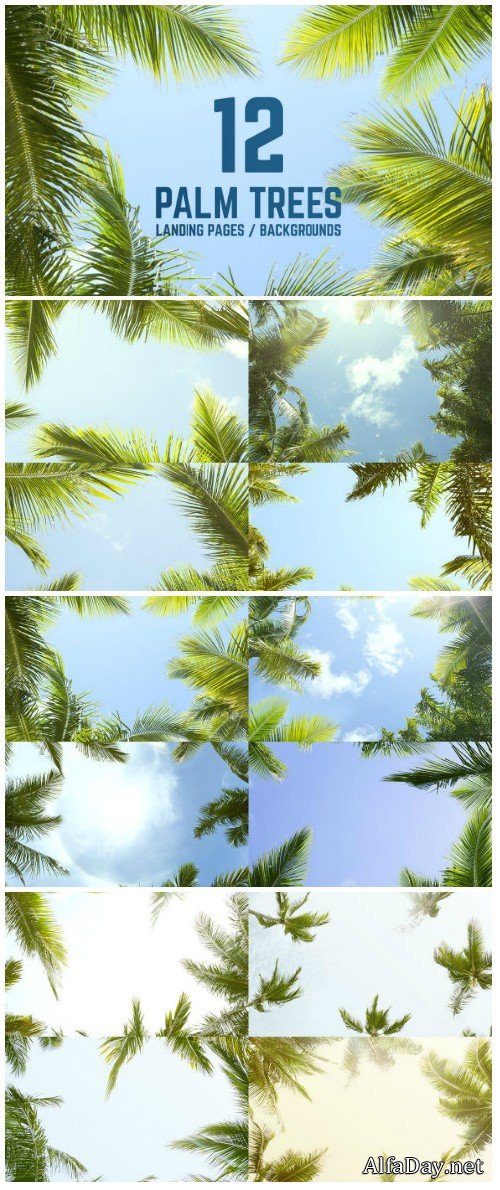 12 Palm Trees Against Blue Sky Backgrounds