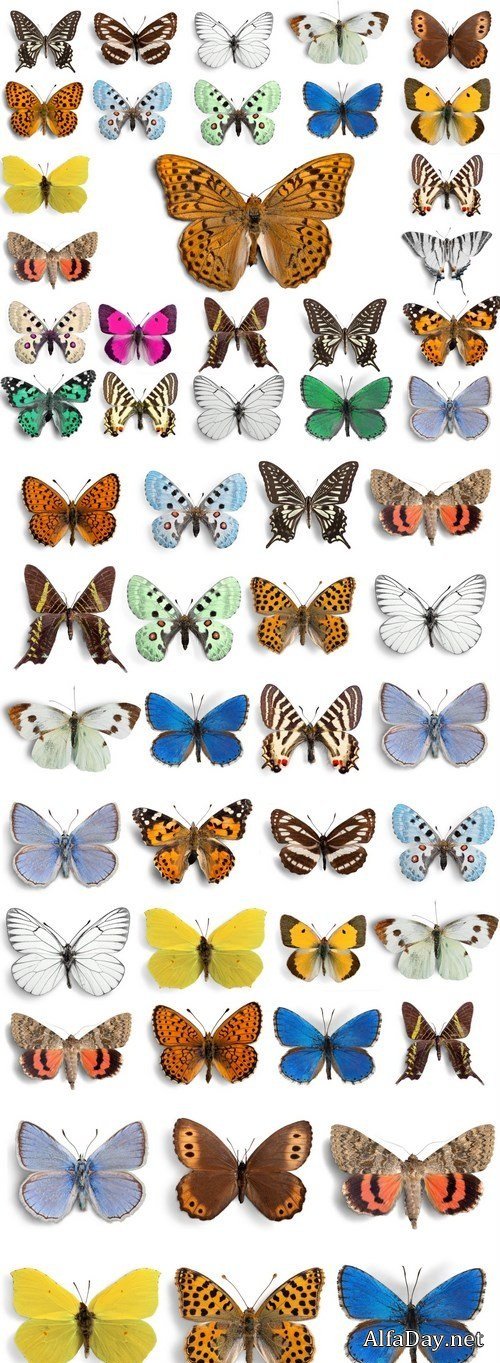 Beautiful Butterflies - 4xUHQ JPEG Photo Stock