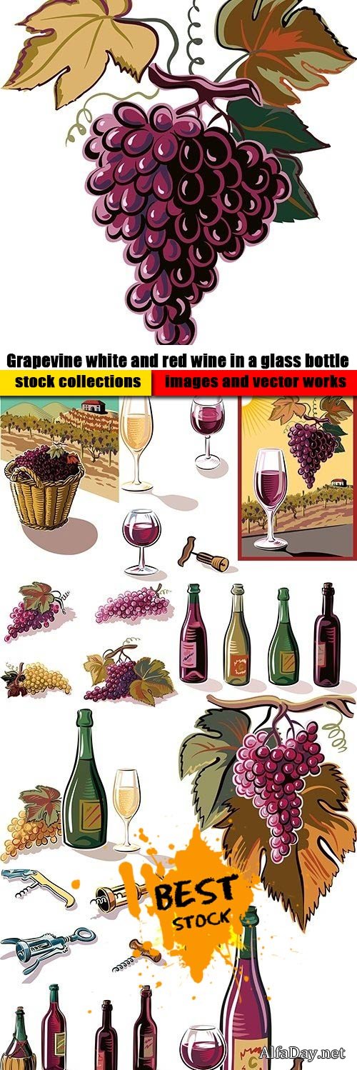 Grapevine white and red wine in a glass bottle