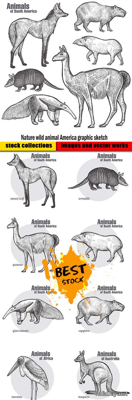 Nature wild animal America graphic sketch