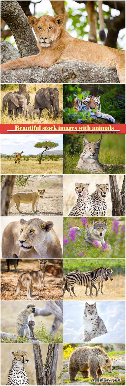 Beautiful stock images with animals, elephants, lion, tiger, leopard, bear