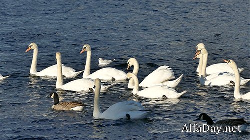 White swans swimming on the lake
