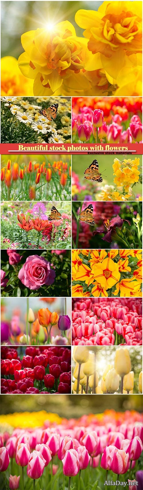 Beautiful stock photos with flowers, tulips, roses, daffodils, chamomiles