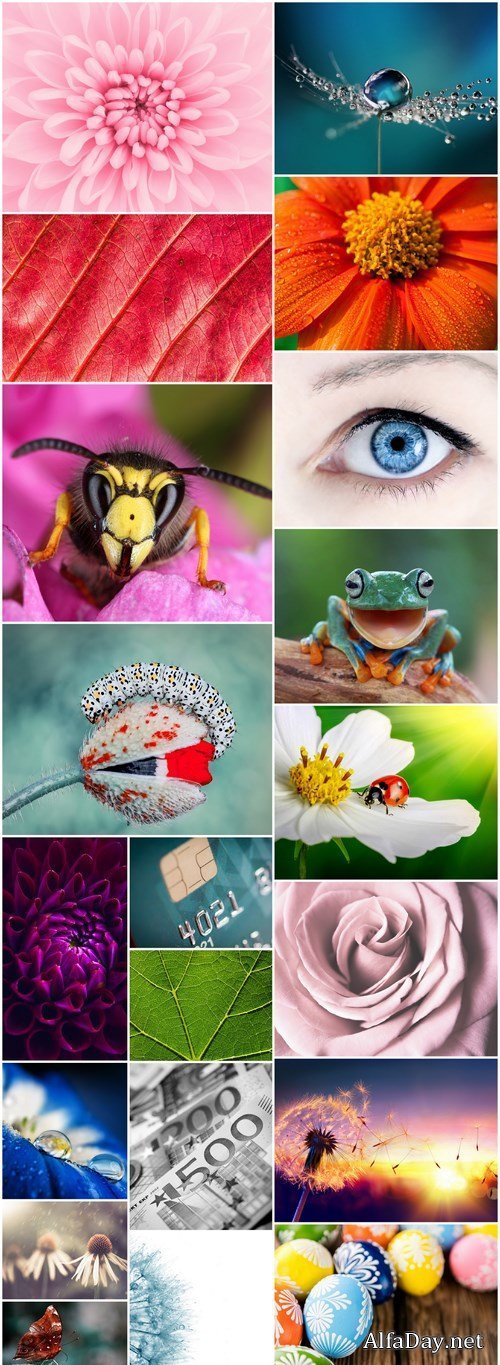 Different Macro Photo #2 - 20 HQ Images