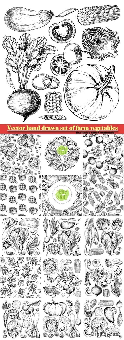 Vector hand drawn set of farm vegetables